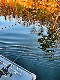 5'2" E-Glass Trolling Rod 5'2" E-Glass Trolling Rod